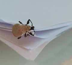 Curculionidae
