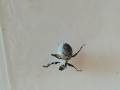 Curculionidae