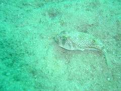 Amblyrhynchote honckenii