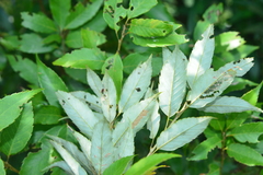 Quercus salicina