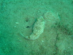 Amblyrhynchote honckenii