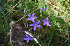 Campanula spatulata