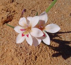 Lapeirousia macrospatha