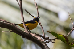 Euphonia trinitatis