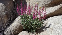 Penstemon clevelandii clevelandii