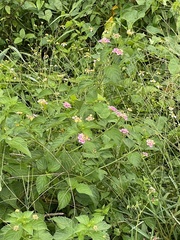 Lantana camara image
