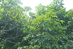 Cinnamomum micranthum