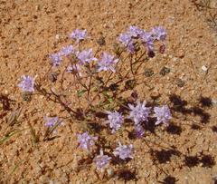 Phyllopodium cephalophorum