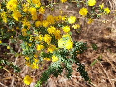 Acacia pulchella