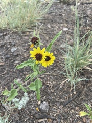 Helianthus ciliaris