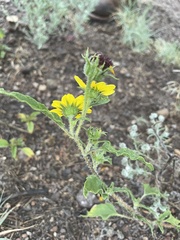 Helianthus ciliaris