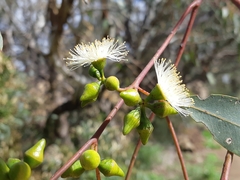 Eucalyptus rudis