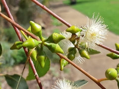Eucalyptus rudis