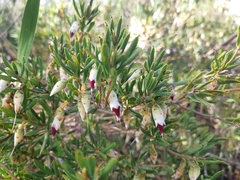 Conostephium pendulum