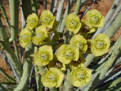 Euphorbia dregeana