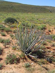 Euphorbia dregeana