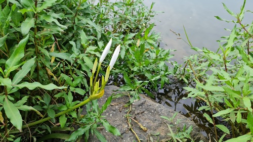 River crinum lily (Crinum viviparum)