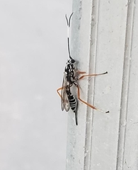 Agonocryptus discoidaloides