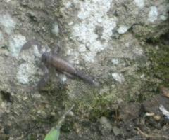 Opisthacanthus validus