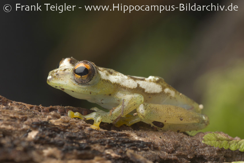 Spiny-throated Reed Frog
