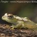 Spiny-throated Reed Frog - Photo (c) 2009 Frank Teigler, some rights reserved (CC BY-NC)