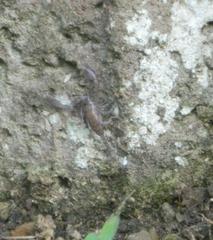 Opisthacanthus validus