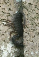 Opisthacanthus validus