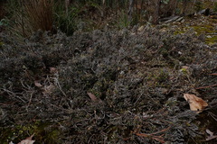 Oxylobium ellipticum