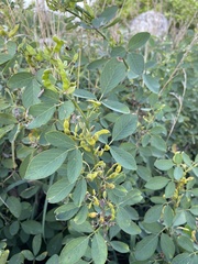 Dendrolobium umbellatum