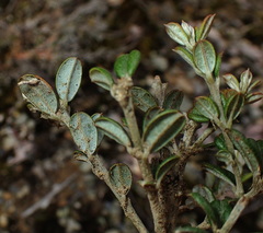Oxylobium ellipticum