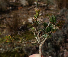 Oxylobium ellipticum