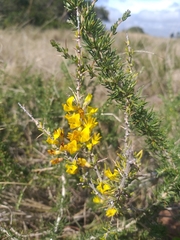 Aspalathus spinosa spinosa