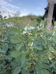 Dendrolobium umbellatum