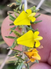 Aspalathus spinosa spinosa