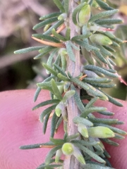 Aspalathus spinosa spinosa