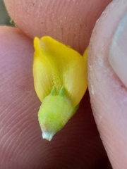 Aspalathus spinosa spinosa