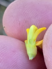 Aspalathus spinosa spinosa