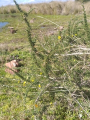 Aspalathus spinosa spinosa