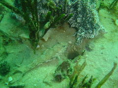 Caffrogobius nudiceps