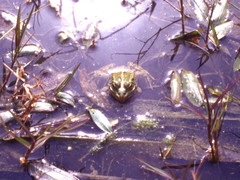Pelophylax saharicus