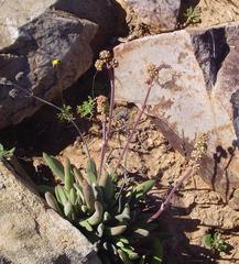 Crassula subacaulis subacaulis