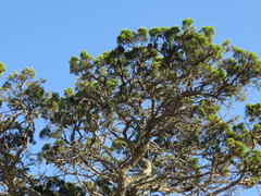 Widdringtonia wallichii