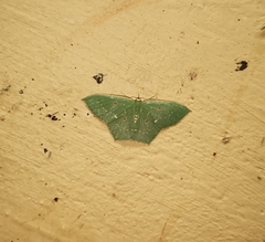 Cyclothea disjuncta