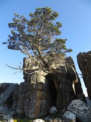 Widdringtonia wallichii