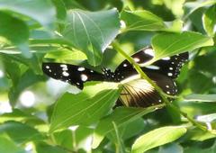 Hypolimnas anthedon wahlbergi