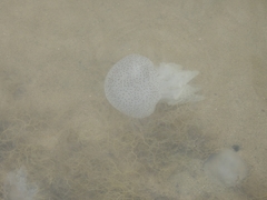 Acromitus flagellatus