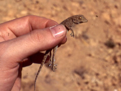 Ptyodactylus oudrii