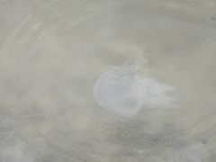 Acromitus flagellatus