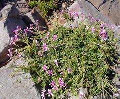 Pelargonium echinatum