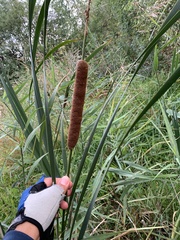 Typha linnaei